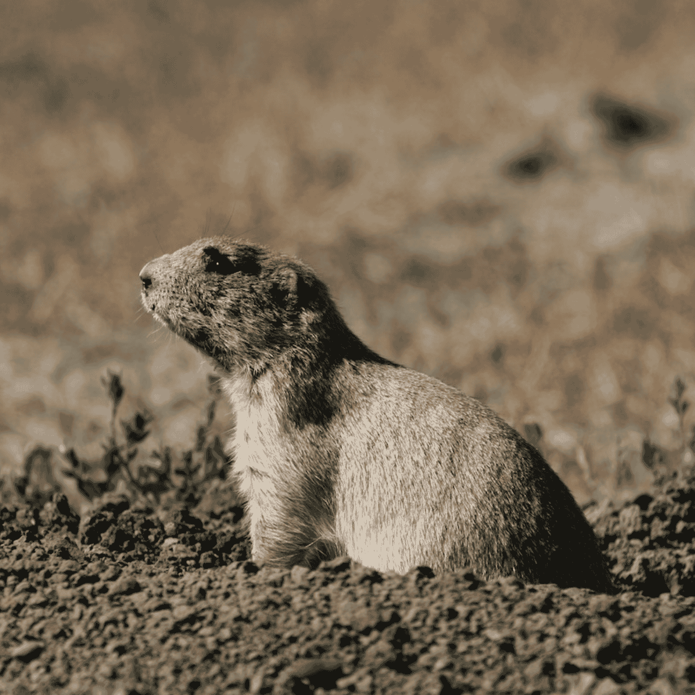 Episode 168: American Prairie’s Sean Gerrity on the Art of Thinking Bigger to Rewild the Planet - Rewilding Earth Podcast cover