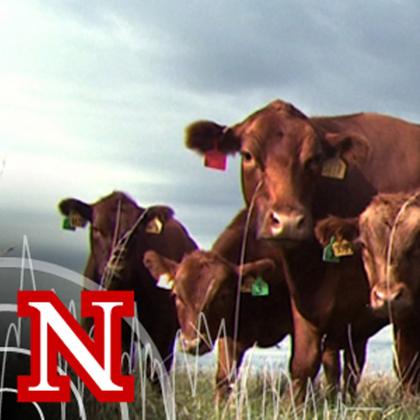 UNL BeefWatch cover