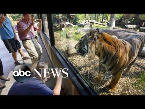 Sanjiv the tiger attacks zookeeper - ABC News cover