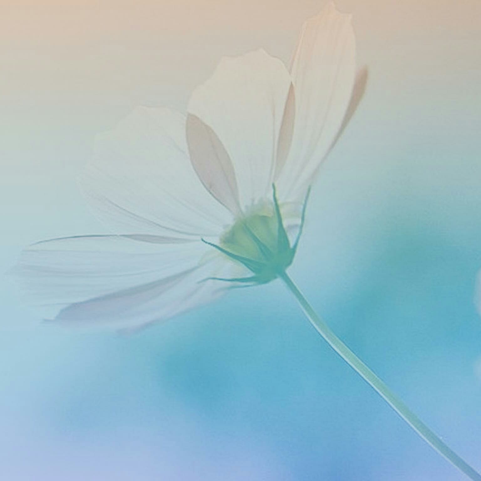 Effortless English - AP channel cover