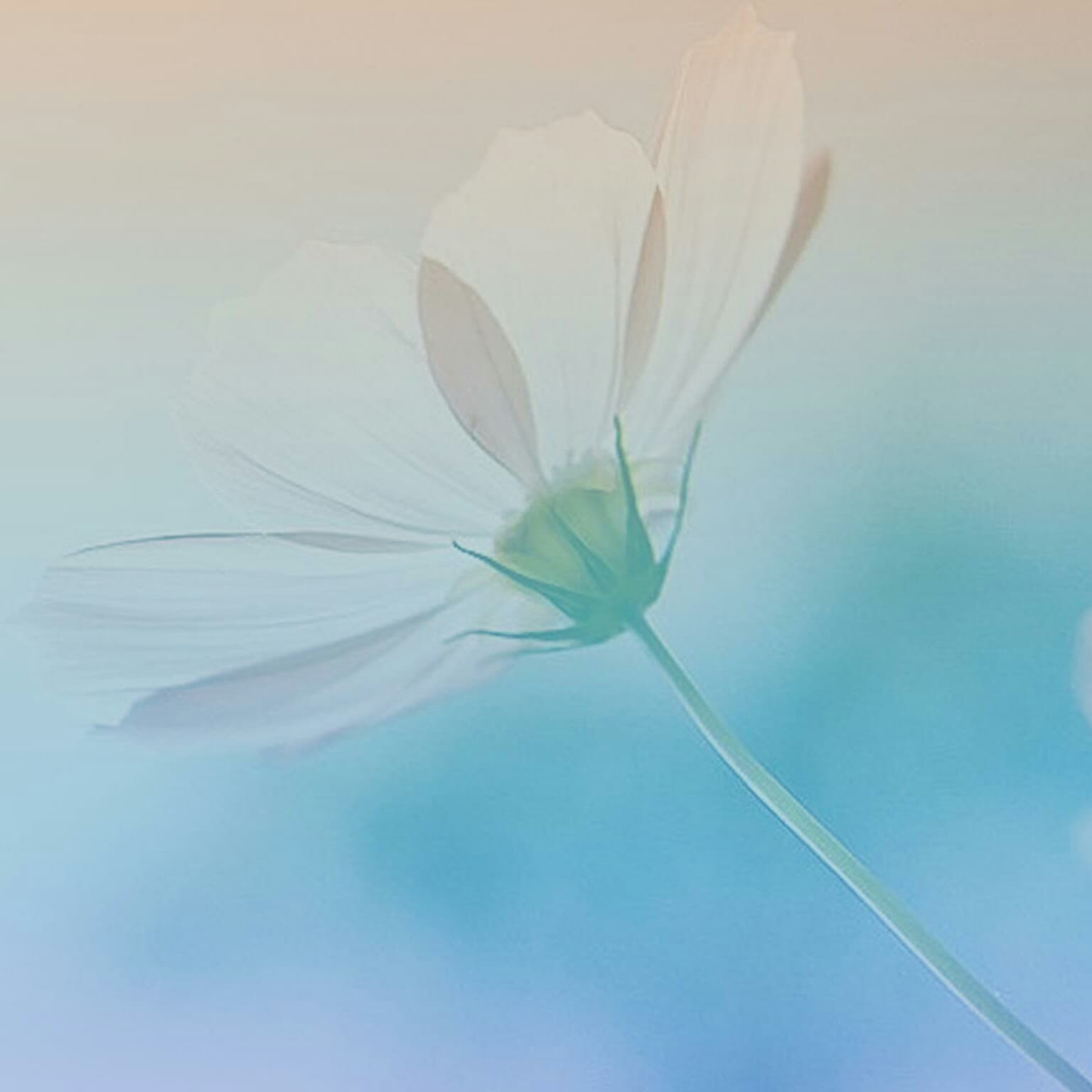 EE book Club - AP channel cover