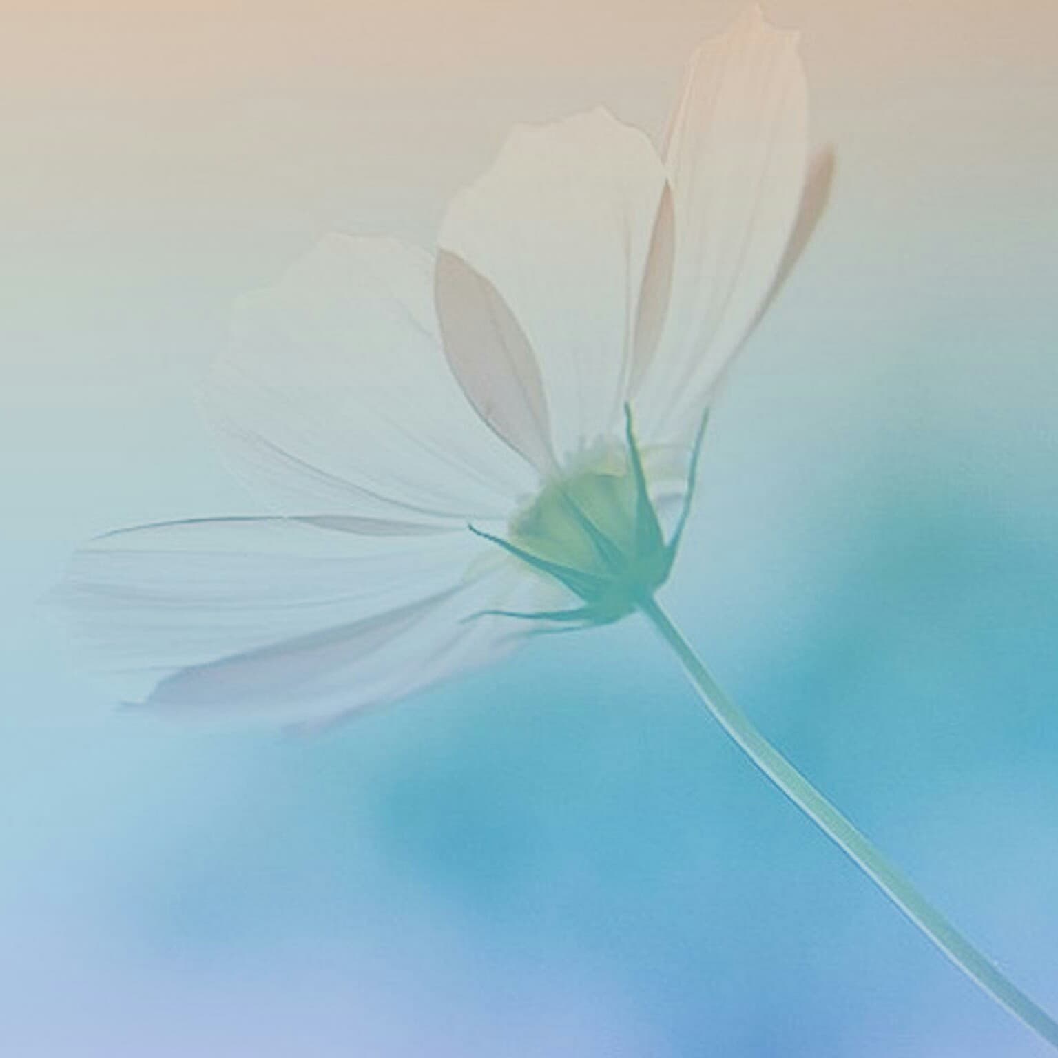 The Matrix - AP channel cover