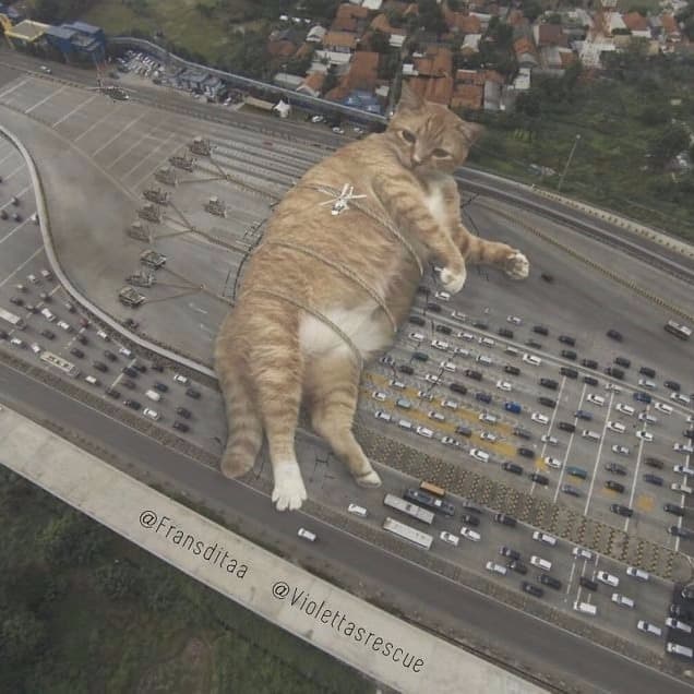 Large Cats Radio cover