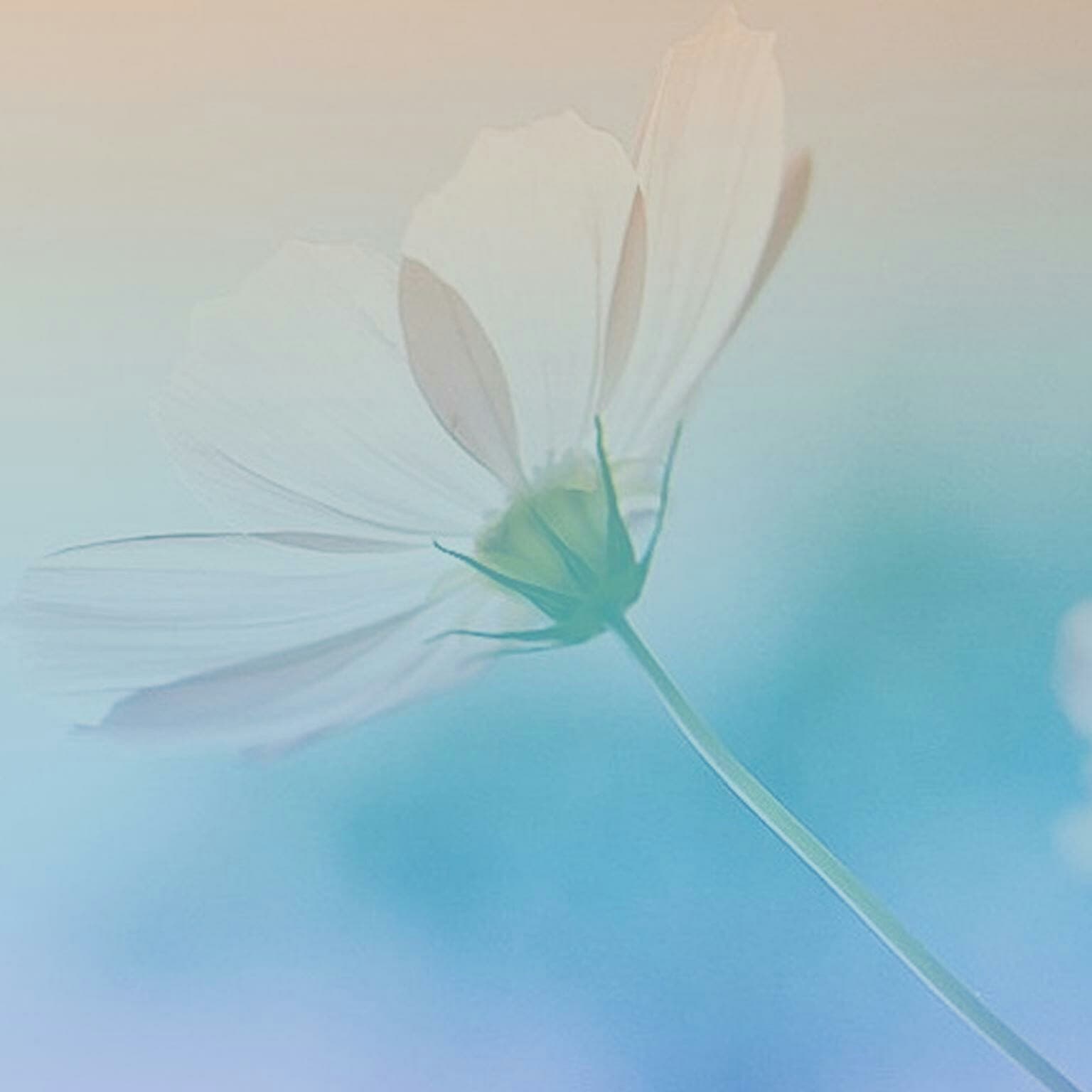 Your Center - AP channel cover