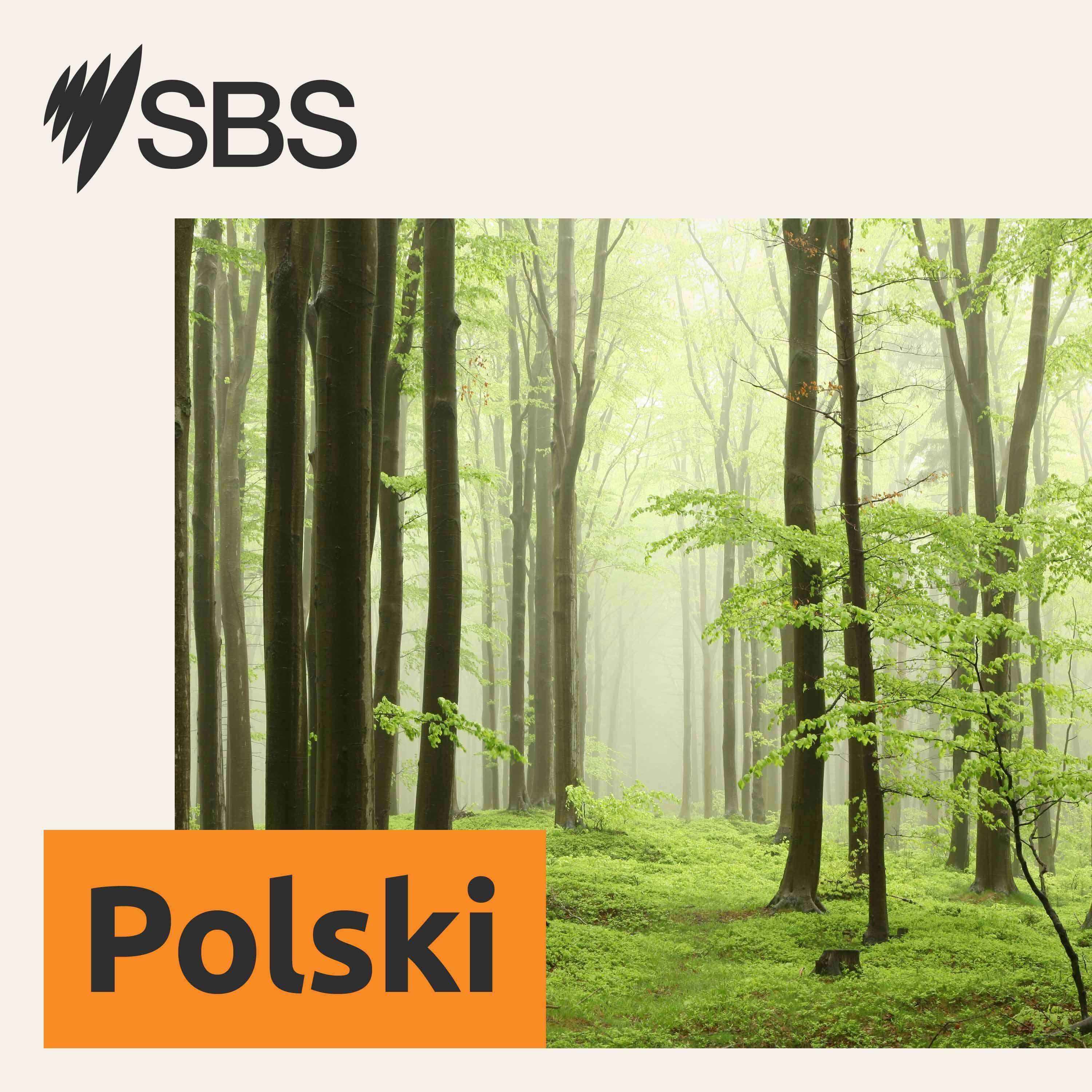 SBS Polish - SBS po polsku cover