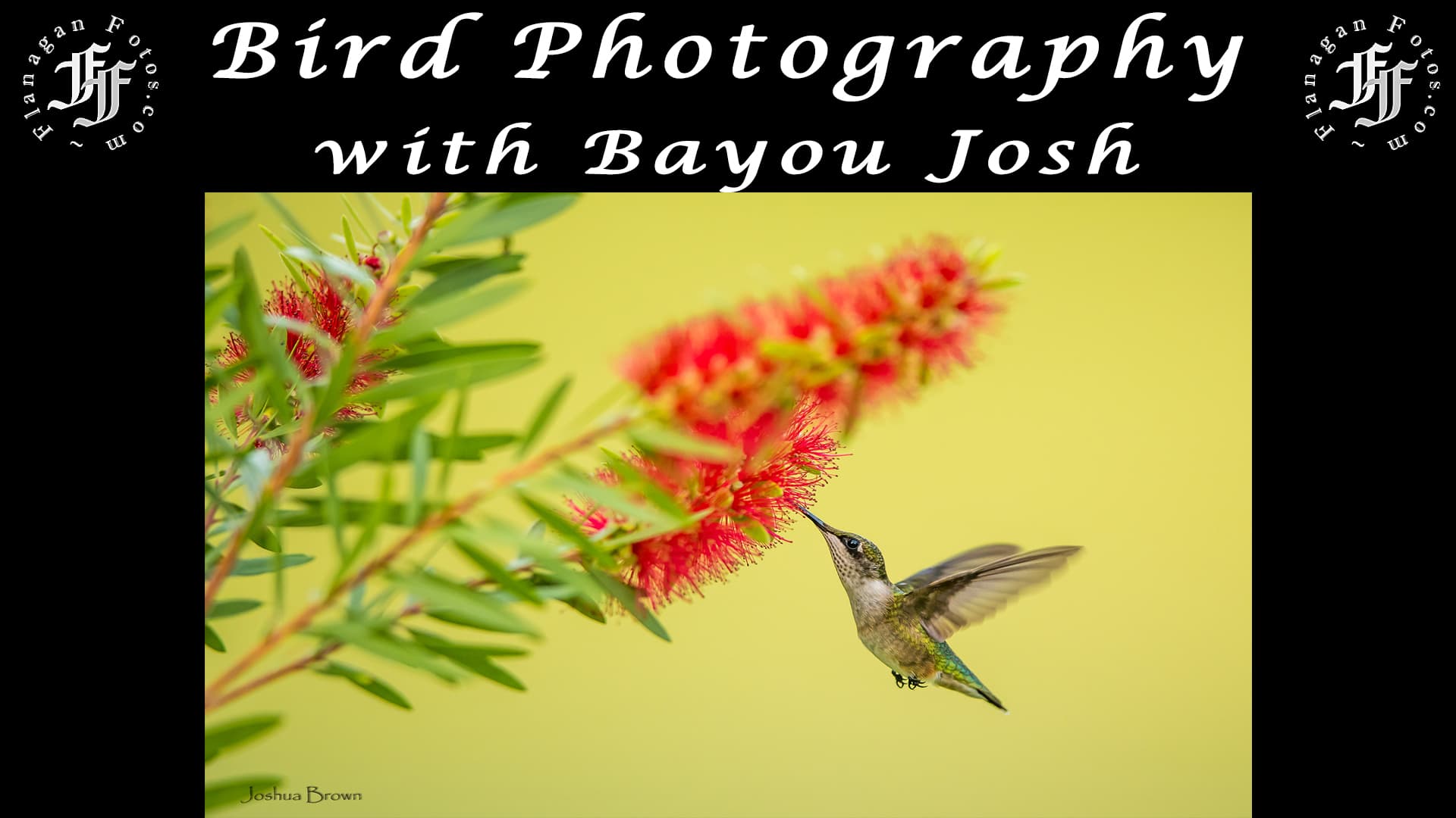 Bird Photography with Bayou Josh - Photographing the West podcast cover