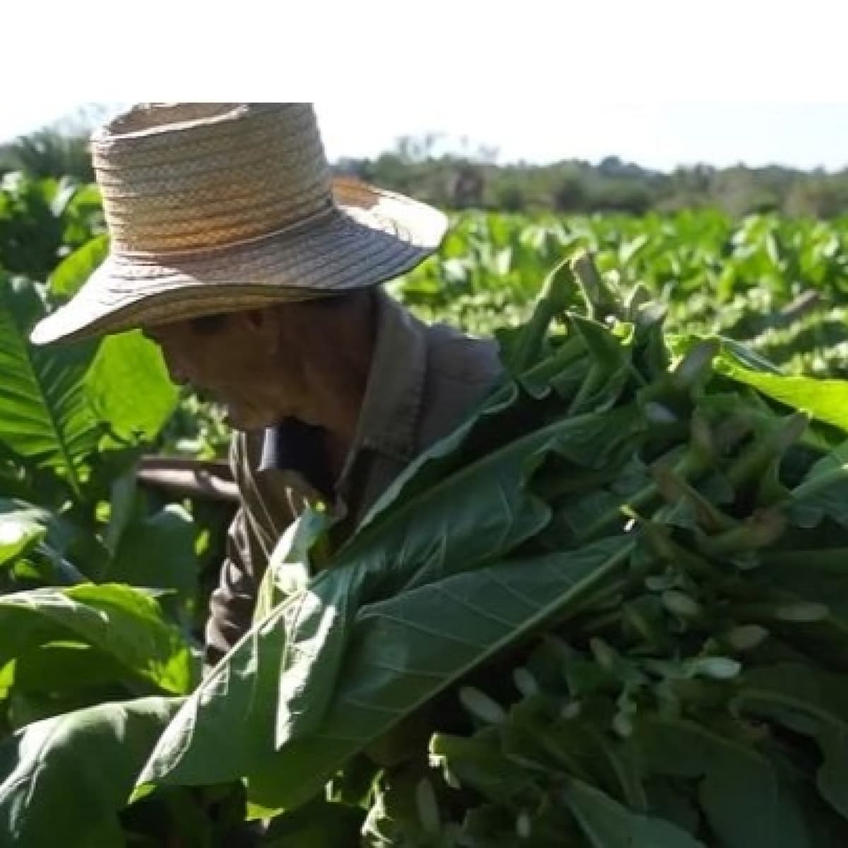 La nueva estimulación al sector tabacalero incita la reincorporación y la recuperación - Radio Rebelde cover