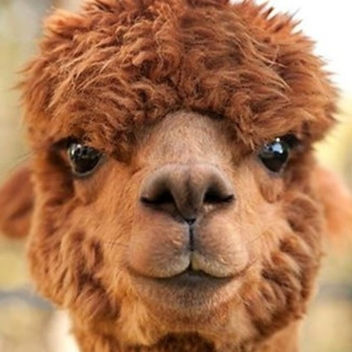 Alpaca Mata EP #1 - ROCKEROSVIP cover