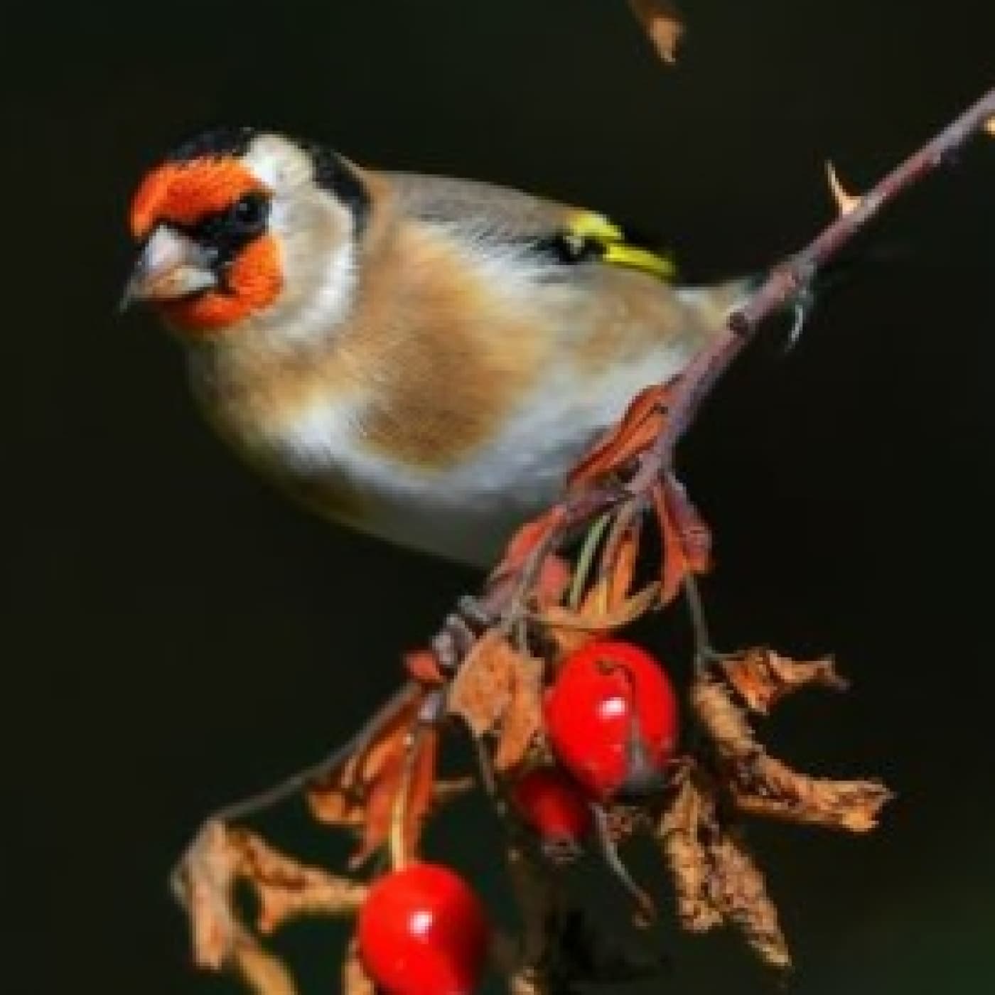 Con la voz de un jilguero - Angel L. Perez cover