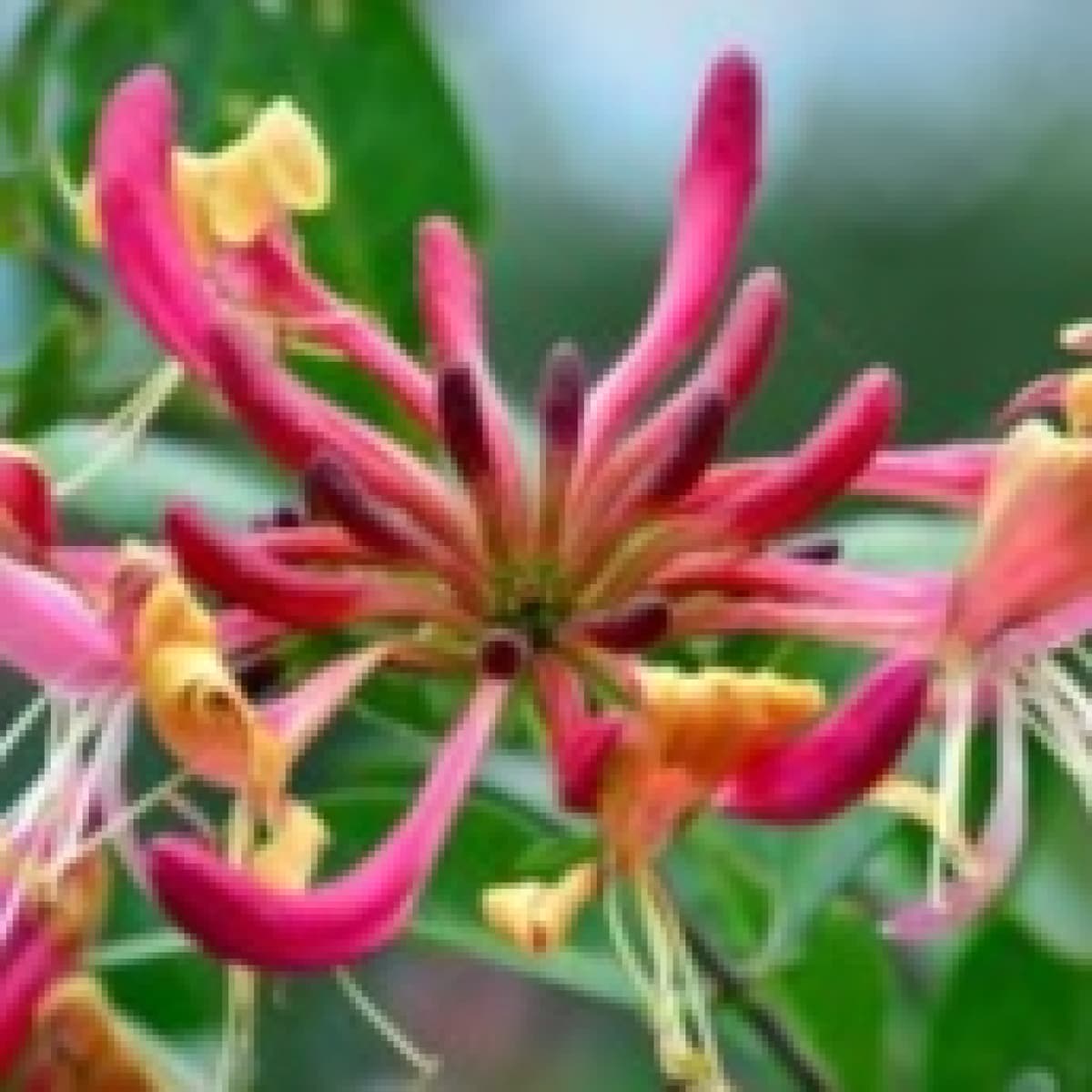 Versos que aman - Angel L. Perez cover