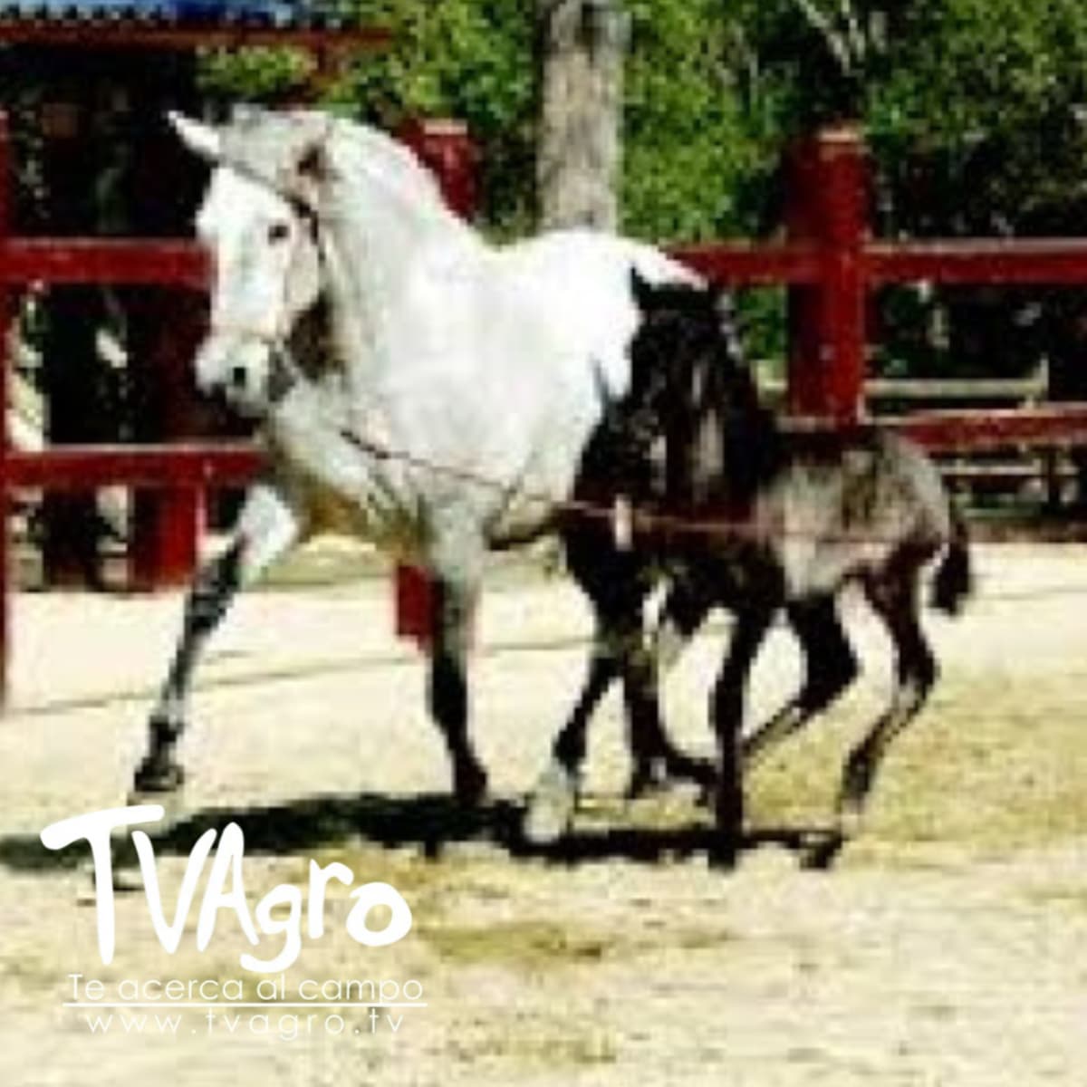 Que es el Imprinting - TvAgro por Juan Gonzalo Angel - TV AGRO cover