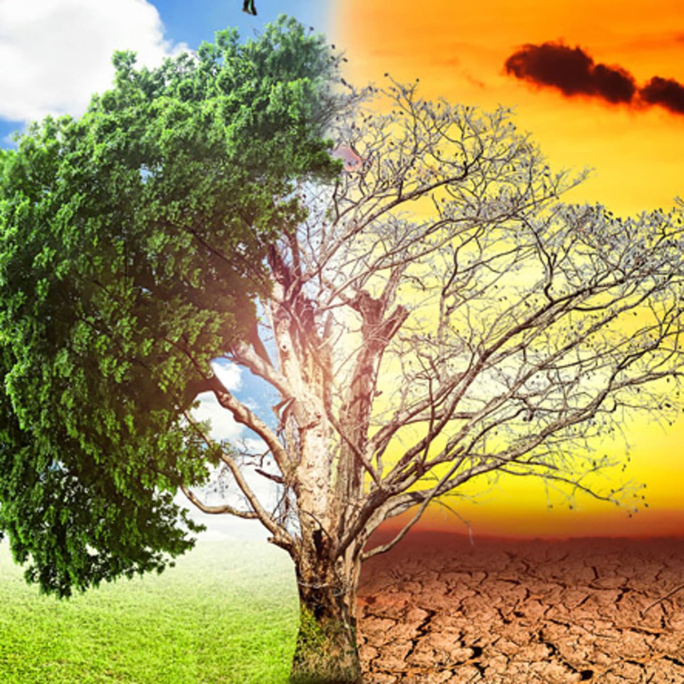 PIEZA RADIO CAMBIO CLIMÁTICO PERIODISMO MÓVIL - ONCEULAB RadioLab cover