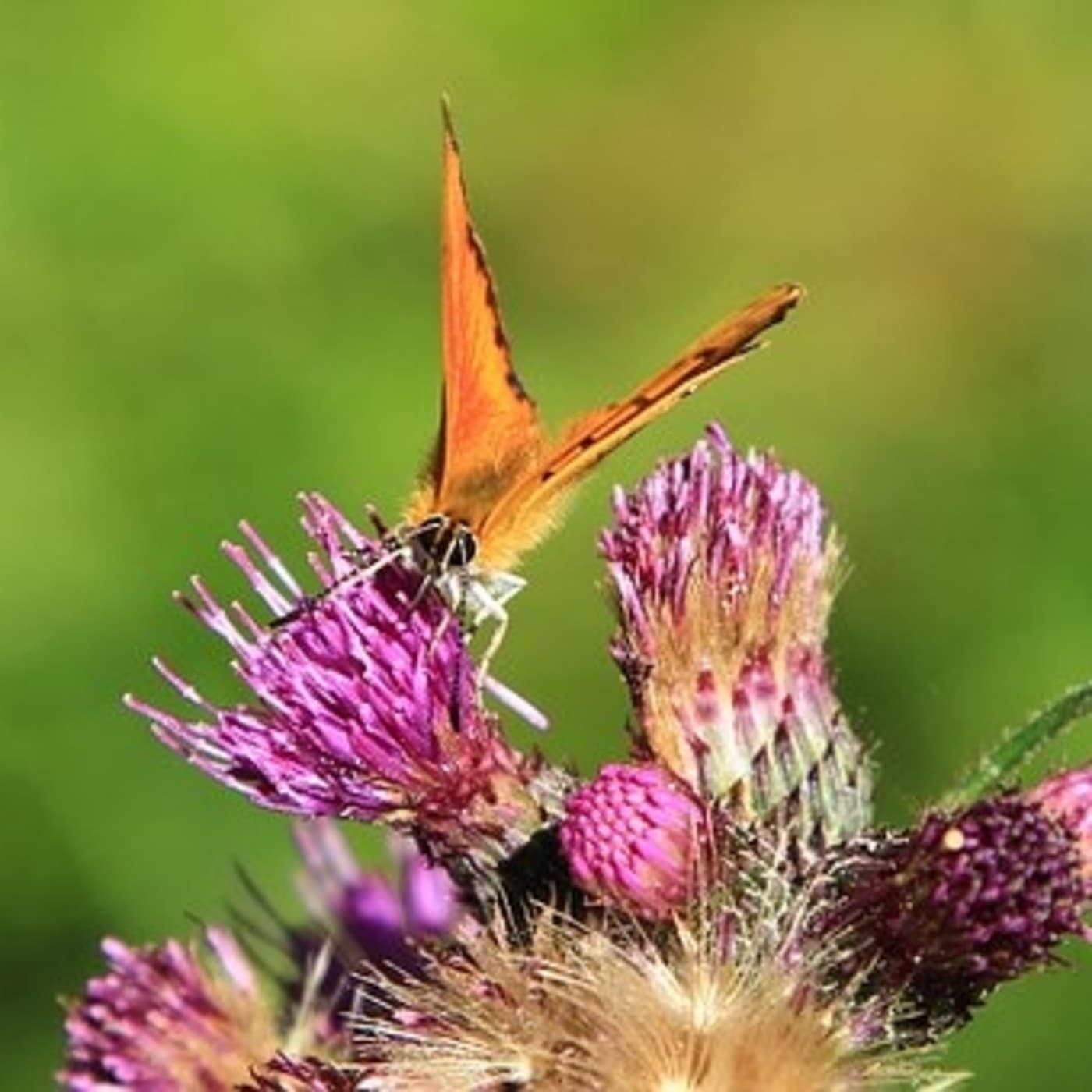 maneja las interrupciones a tu aire - Alvaro Armando Bernal Garzón cover