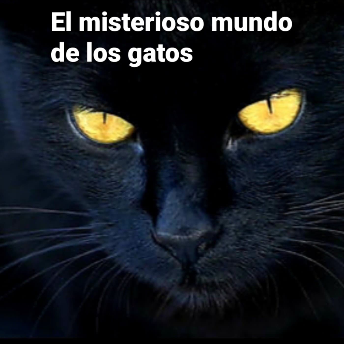 El misterioso mundo de los gatos - Atrapados en el silencio cover