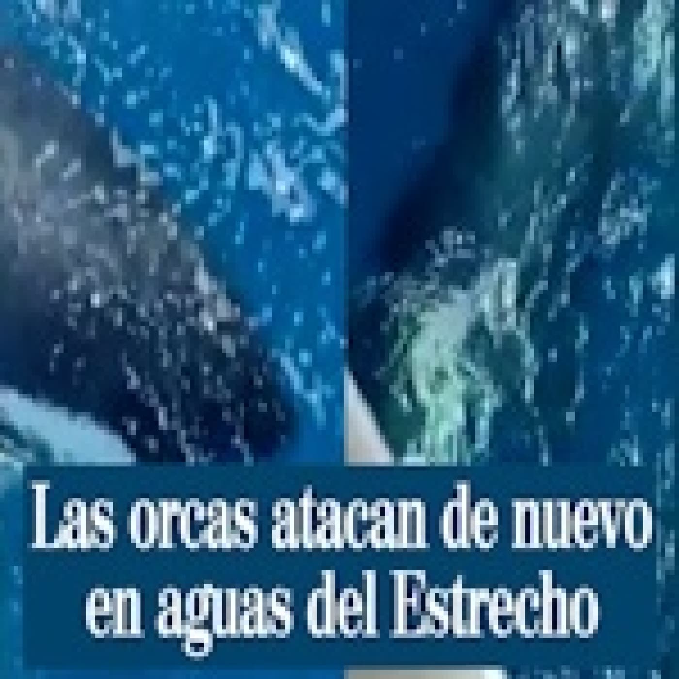 Las orcas atacan: Peligro en el estrecho de Gibraltar - Solo Documental cover