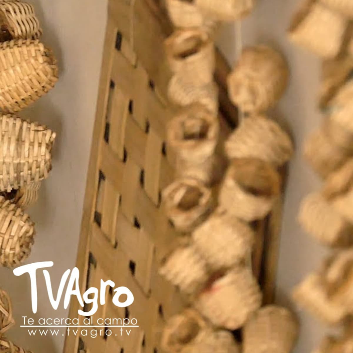 Fibras De Guadua Hechas Arte - La Cestería - TvAgro por Juan Gonzalo Angel - TV AGRO cover