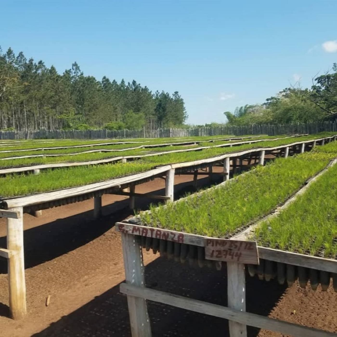 Empresa Agroforestal Villa Clara hacia la soberanía energética - Radio Rebelde cover