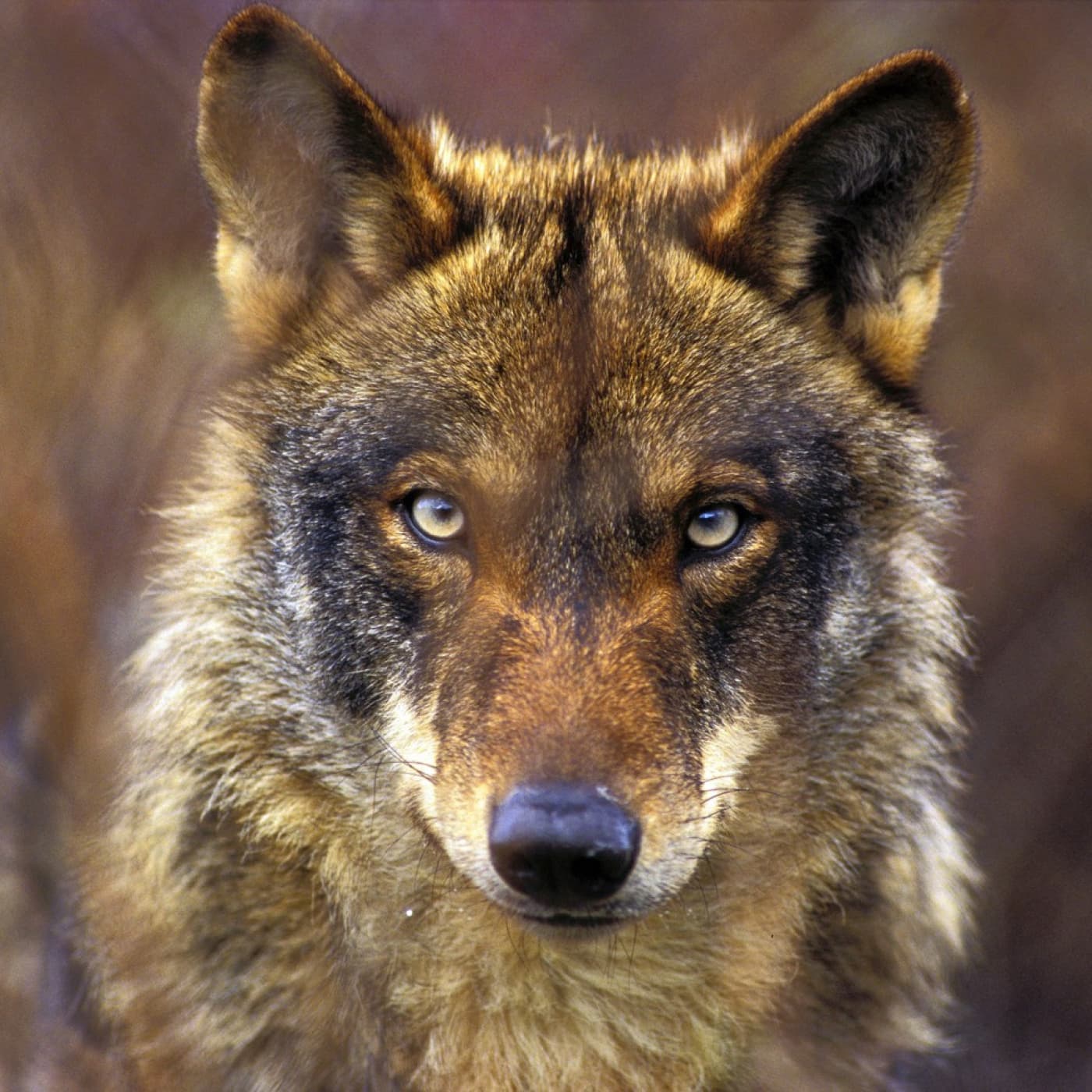 Mira a la tierra: El Lobo Pt. 1 - El Descampao cover