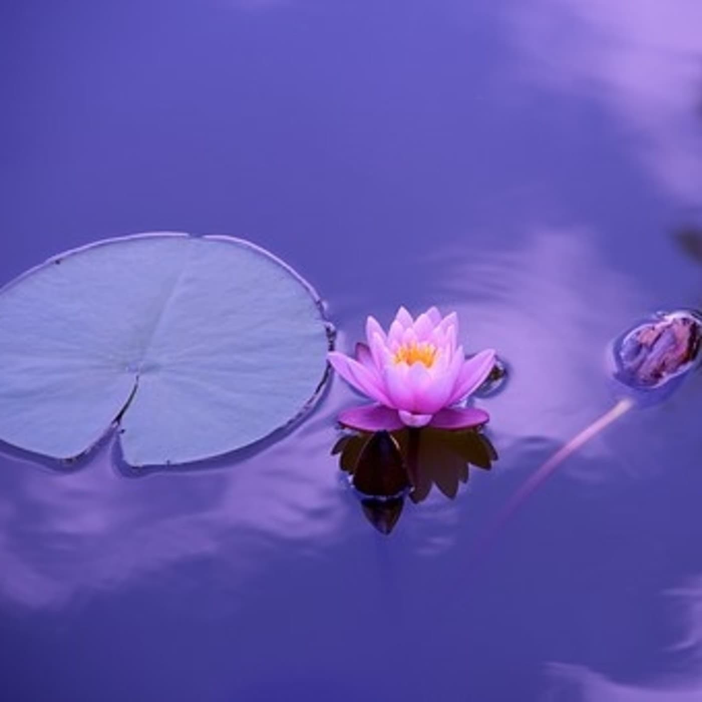 Cultiva el hábito del Mindfulness. Gill Hasson - Alvaro Armando Bernal Garzón cover