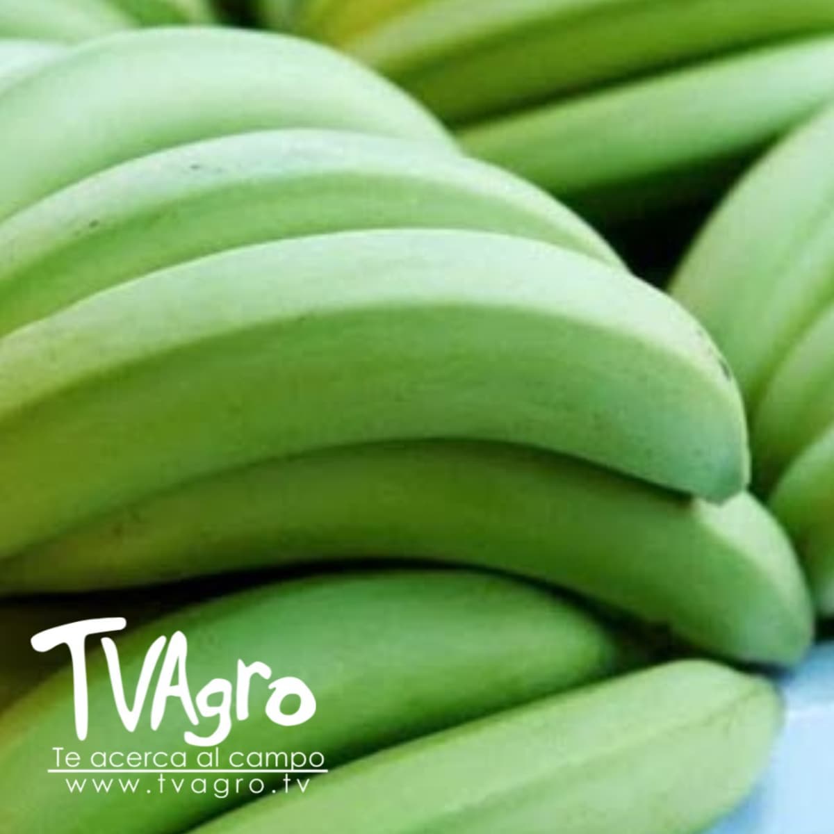 Generalidades del Cultivo de Plátano - TvAgro por Juan Gonzalo Angel - TV AGRO cover