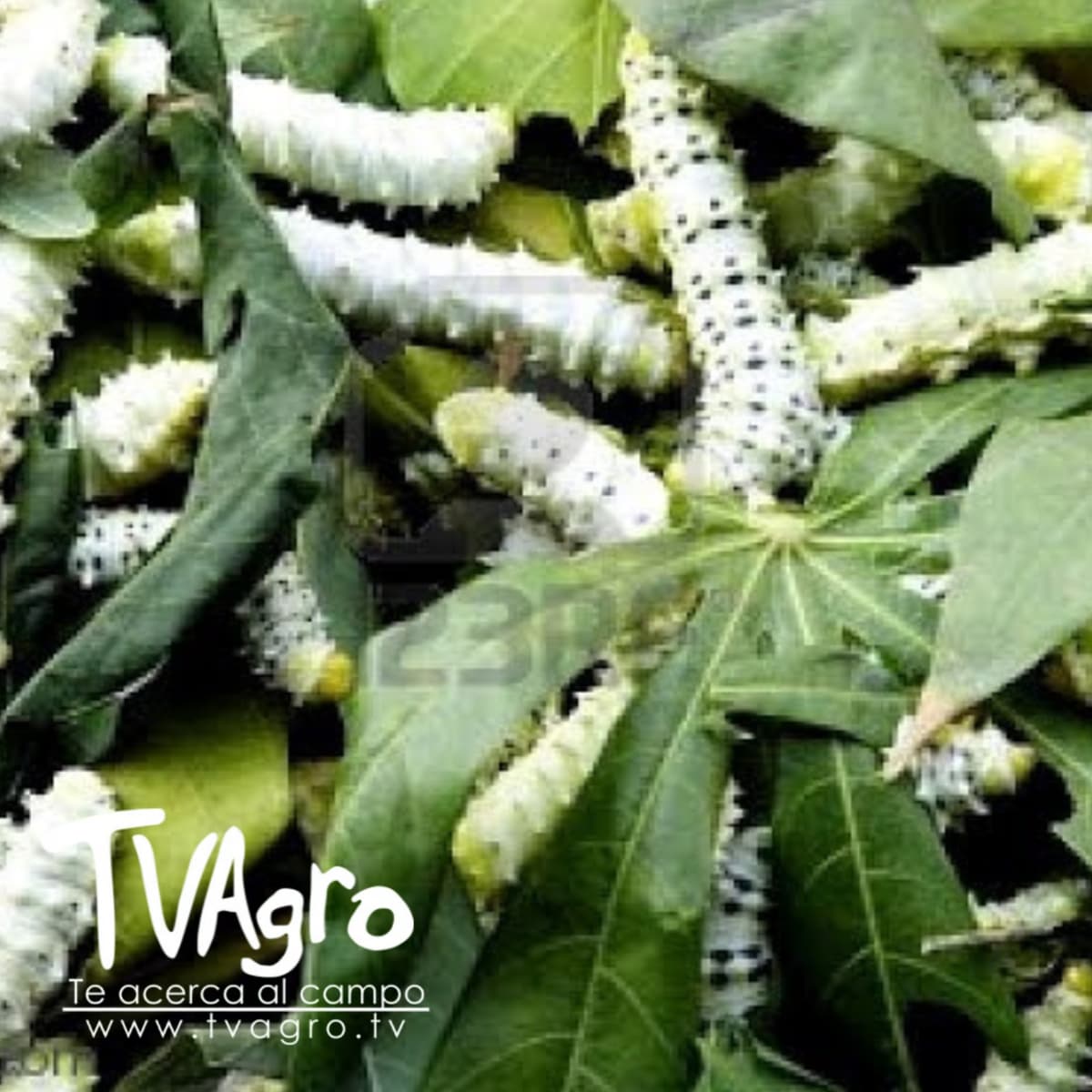 Singularidades de la Sericultura - TvAgro por Juan Gonzalo Angel - TV AGRO cover