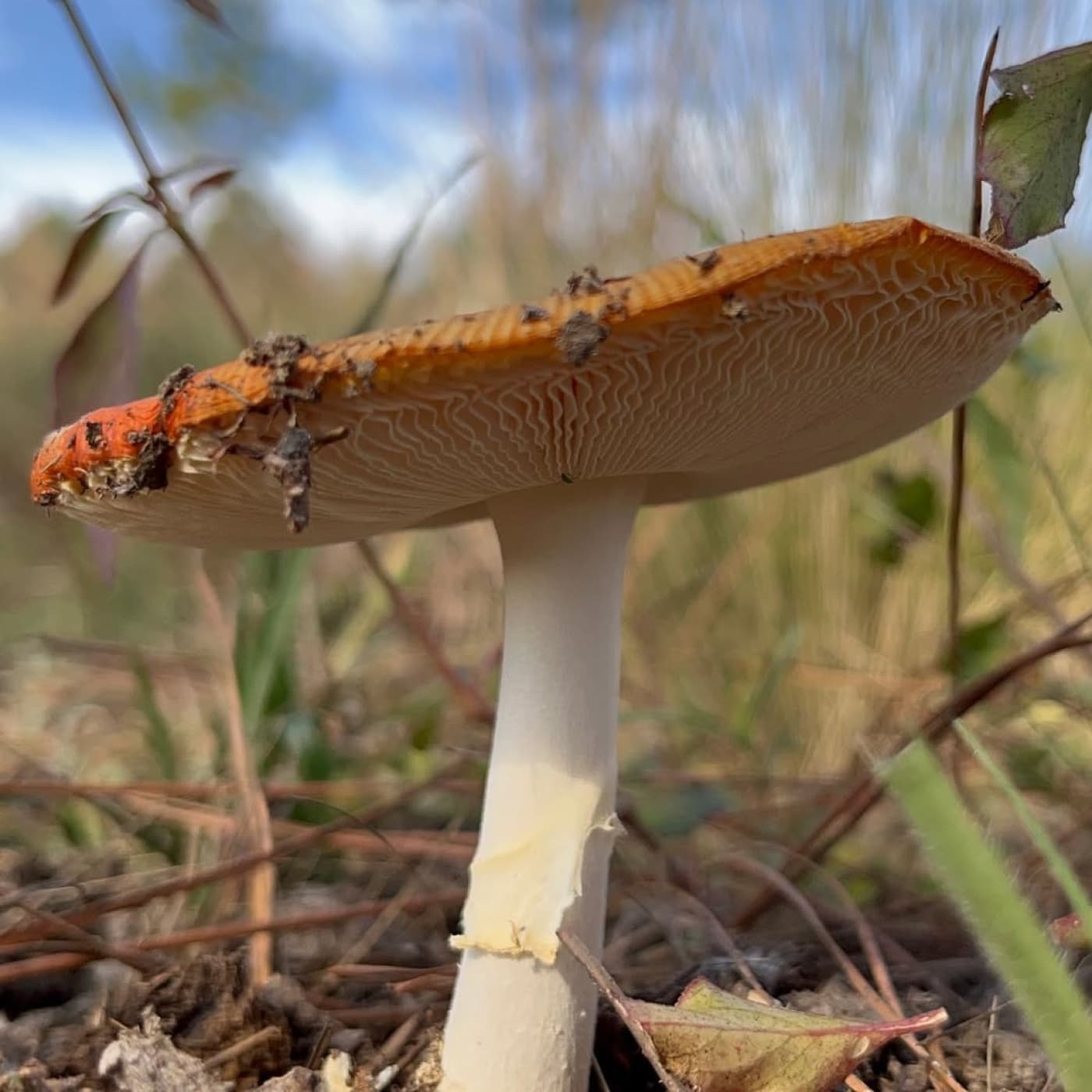 “Pulsión Fungi”, un mundo miscelar - Alta Frecuencia cover