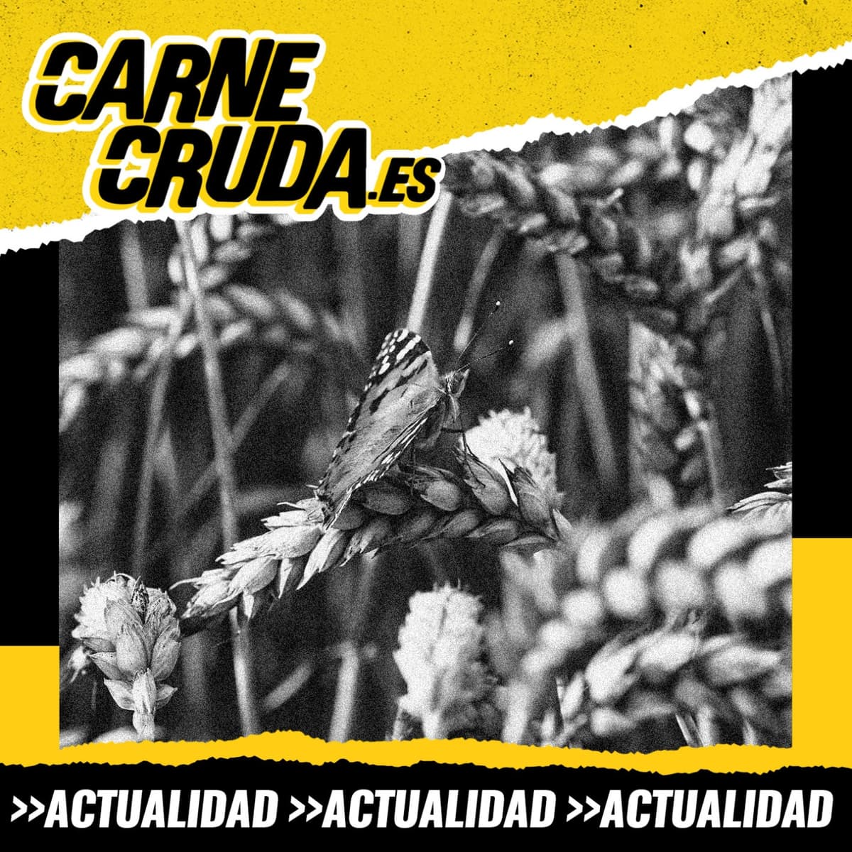 Agricultura en España: secanos o barbarie (CARNE CRUDA #1515) - Carne Cruda - PROGRAMAS cover