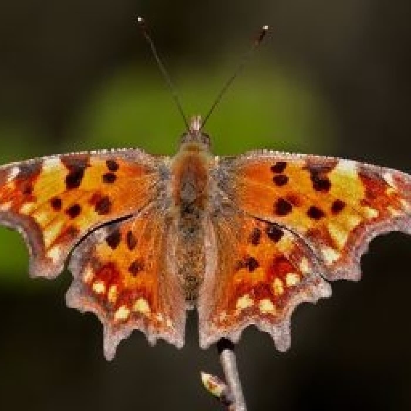 Alas de la libertad - Angel L. Perez cover