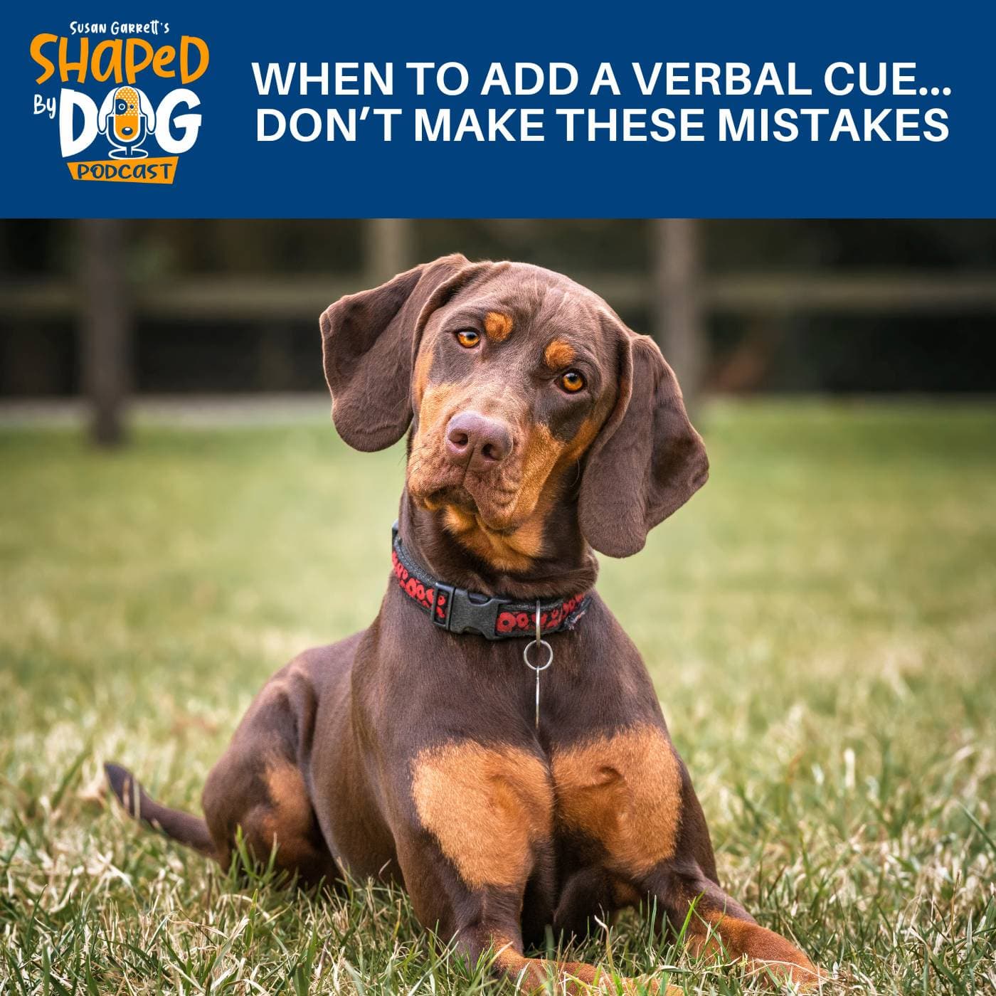 When To Add A Verbal Cue... Don't Make These Mistakes #325 - Shaped by Dog with Susan Garrett cover