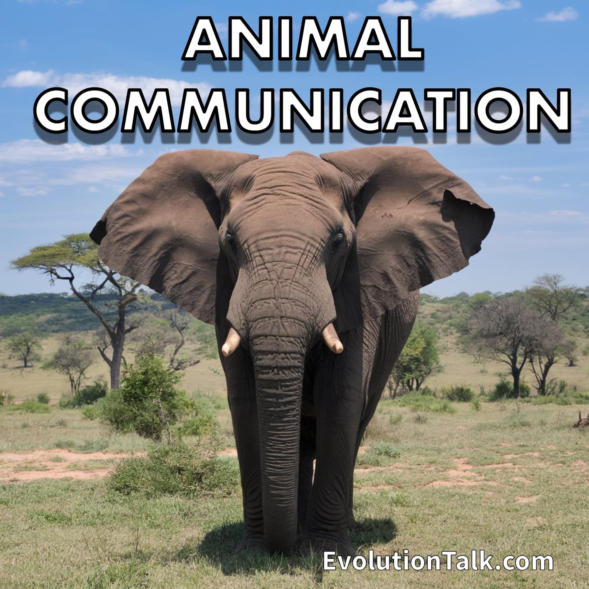 Animal Communication - Evolution Talk cover
