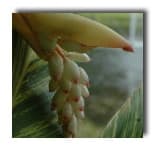 Spiritual Wanting - Teachings of Ma Jaya Sati Bhagavati cover