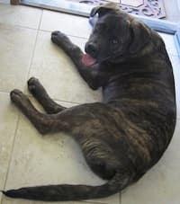 Hiva to Same, Effortless Japanese - Effortless Japanese's Podcast cover