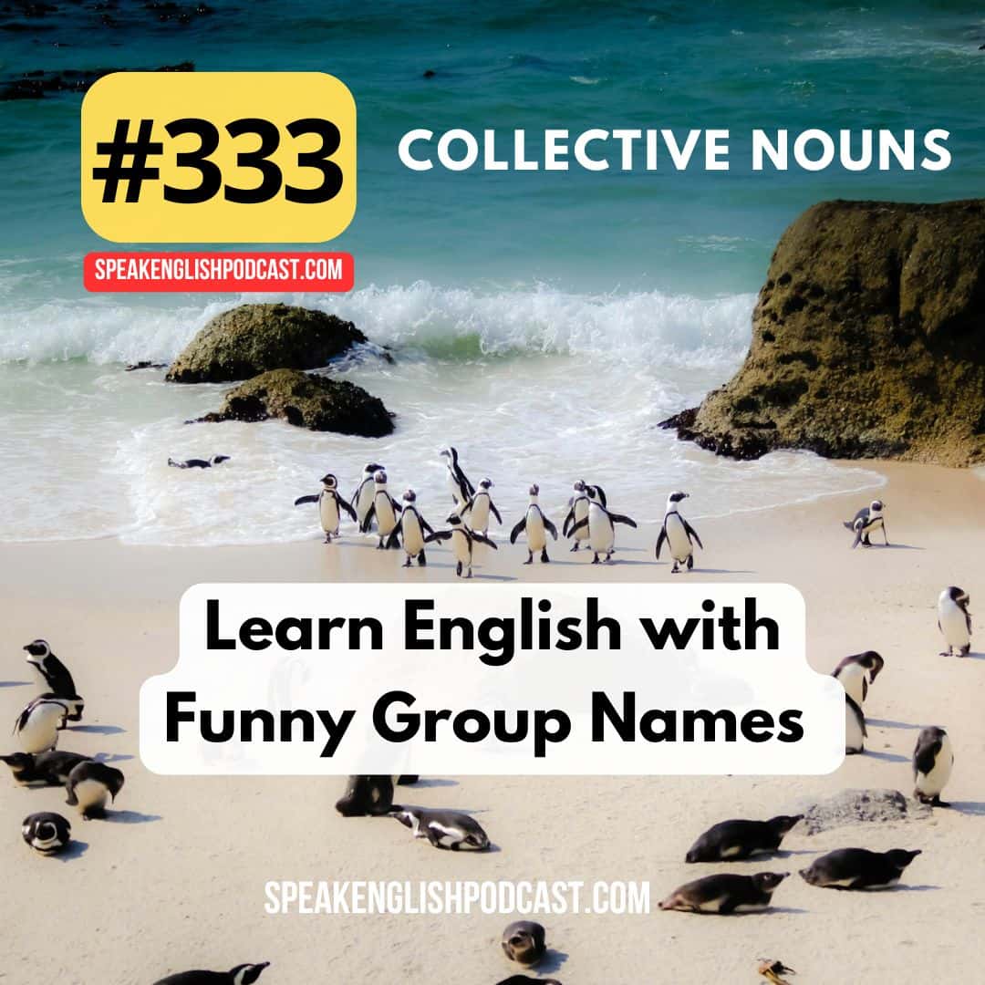 #333 Collective Nouns - Learn English with Funny Group Names - Speak English Now Podcast: Learn English | Speak English without grammar. cover
