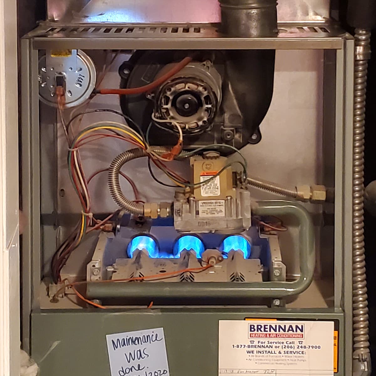 #4333 Not To Breg - TBTL: Too Beautiful To Live cover