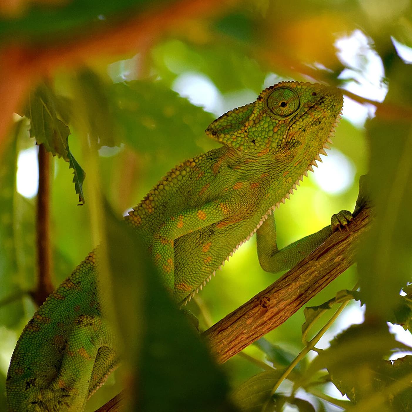 #4579 A Chameleon’s Wedding Day - TBTL: Too Beautiful To Live cover