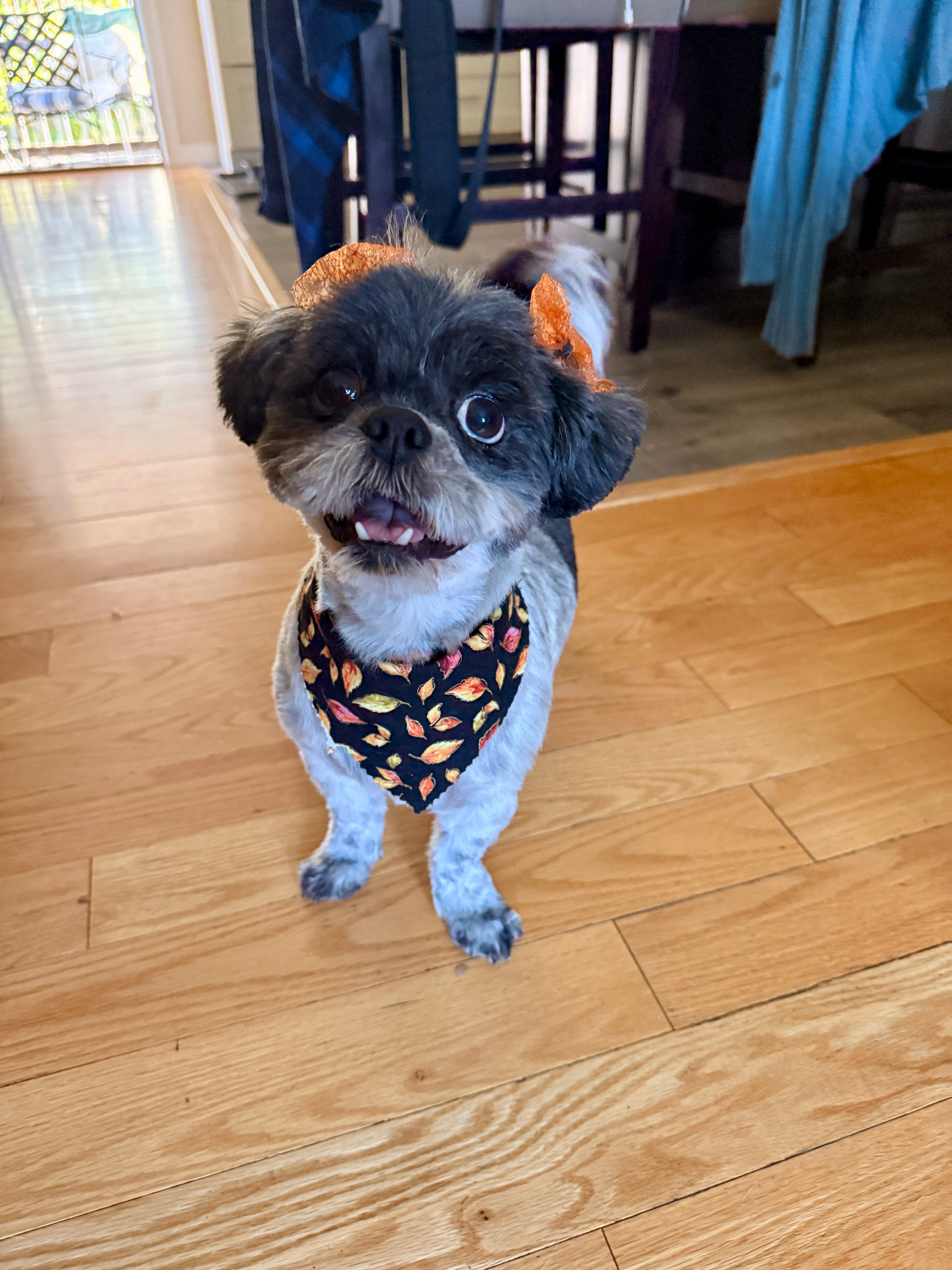 Intervals Fdip388 Preview - Phedippidations cover