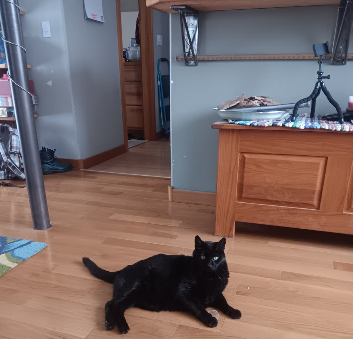 EP 1213 - The Peering Darkness - Dead Rabbit Radio The Daily Paranormal Podcast cover