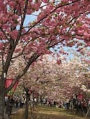 Hanami , Effortless Japanese - Effortless Japanese's Podcast cover