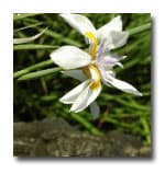 Ma's River Poem - Teachings of Ma Jaya Sati Bhagavati cover