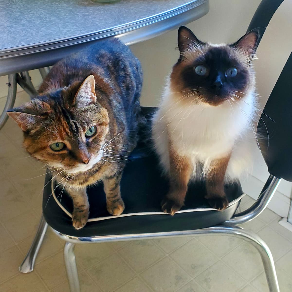 #4356 We’re Going To Need A Bigger Eye Clamp - TBTL: Too Beautiful To Live cover