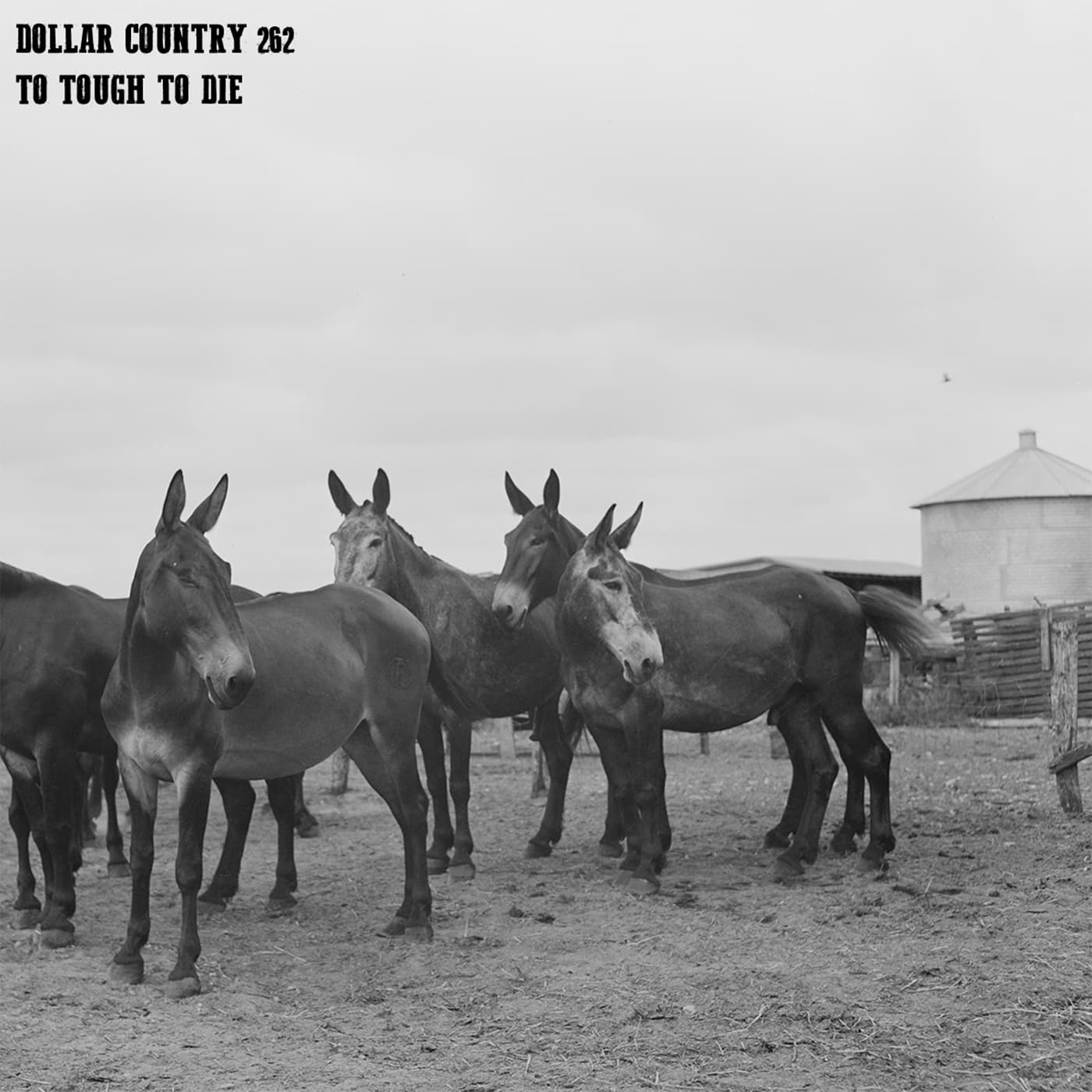 Ep. 262: To Tough To Die - Dollar Country cover