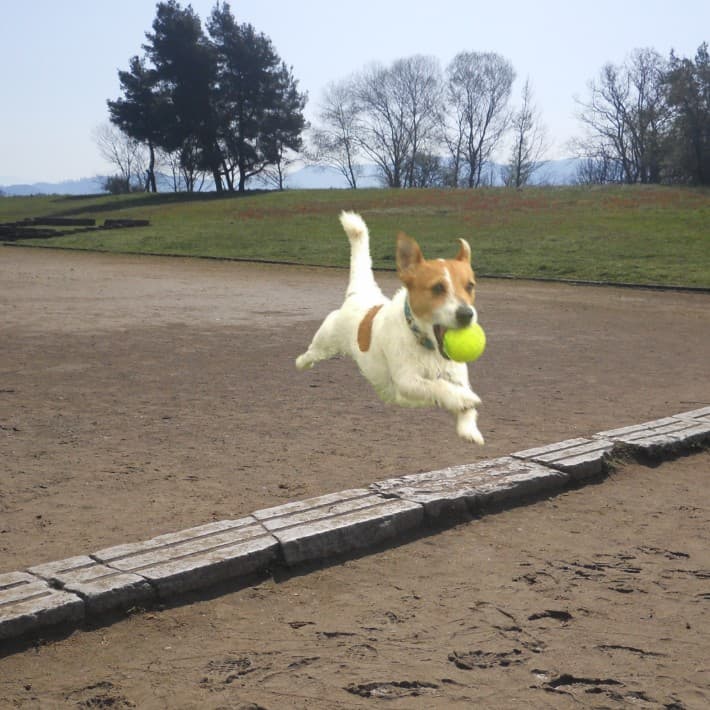 The Ancient Olympics. - Ancient History Hound cover