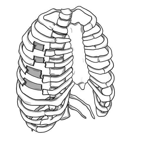 430. Rib Fractures - Surgery 101 cover