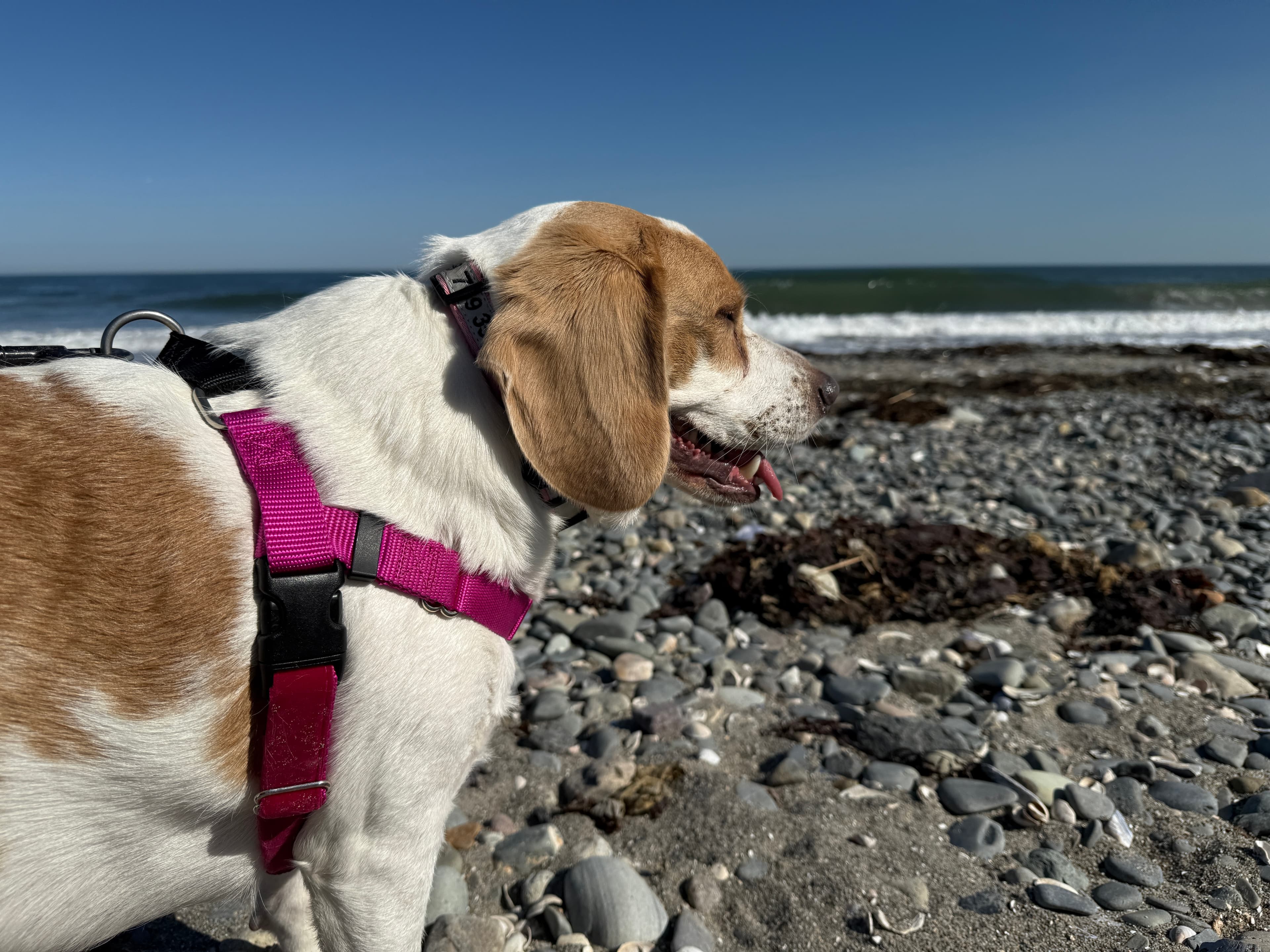 Fdip386: Aggiornamento - Phedippidations cover