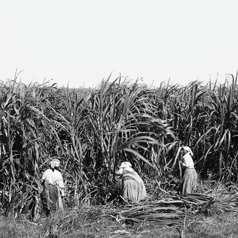 [TEASER] Atlantic Slavery and the Plantation System w/ David McNally - Upstream cover