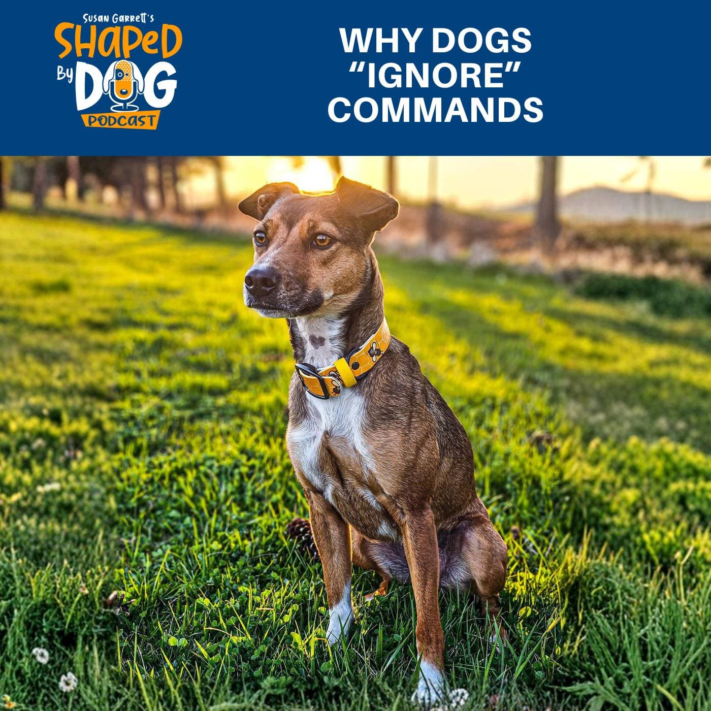 Why Dogs "Ignore" Commands #323 - Shaped by Dog with Susan Garrett cover