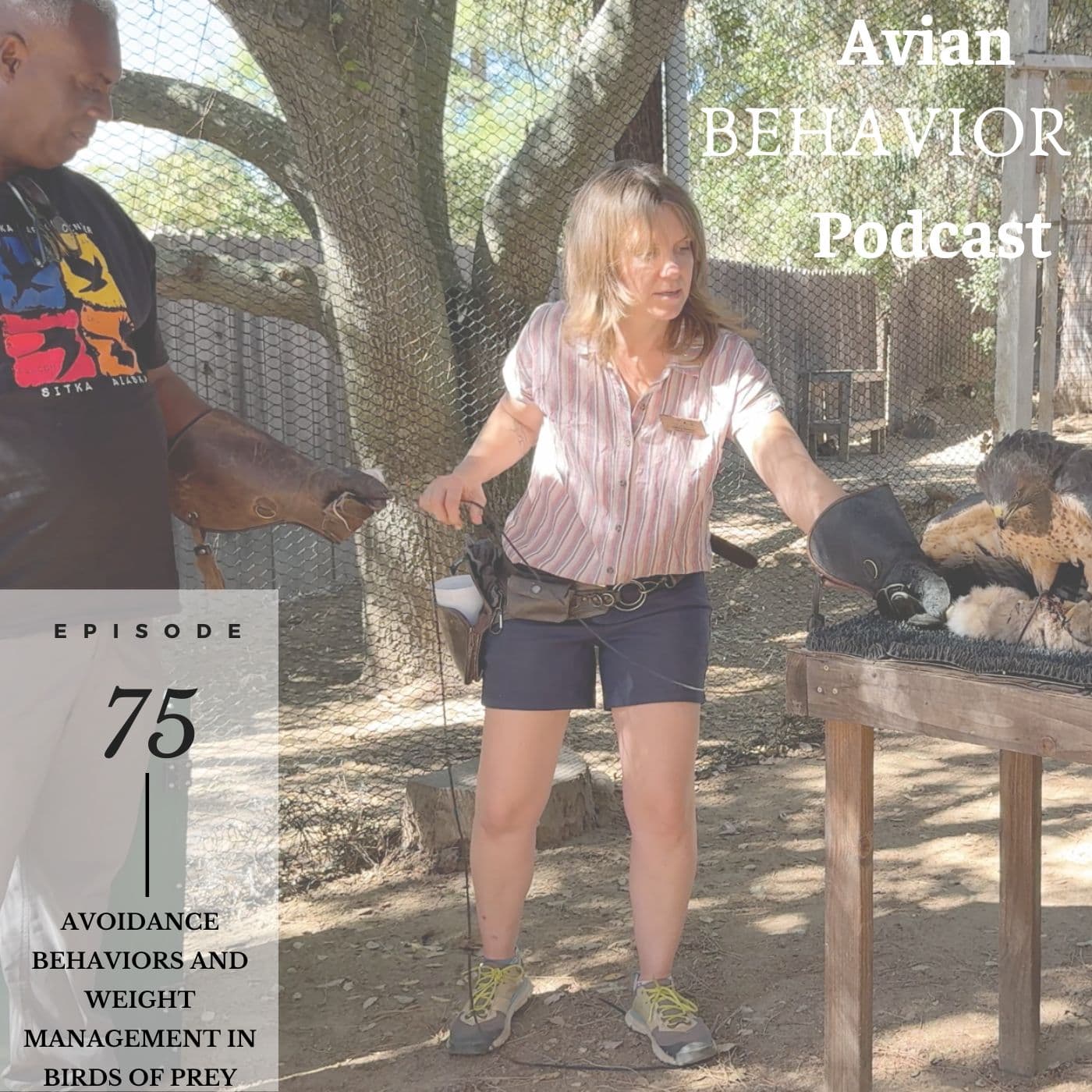 75 Avoidance Behaviors and Weight Management in Birds of Prey - The Avian Behavior Podcast cover