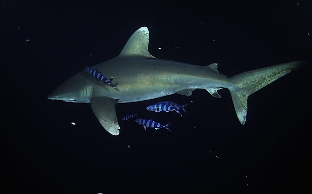 Shark Task Force: Stefanie Brendl - Shark Allies - Shark Task Force cover