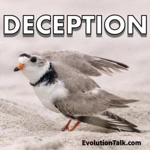 Deception - Evolution Talk cover