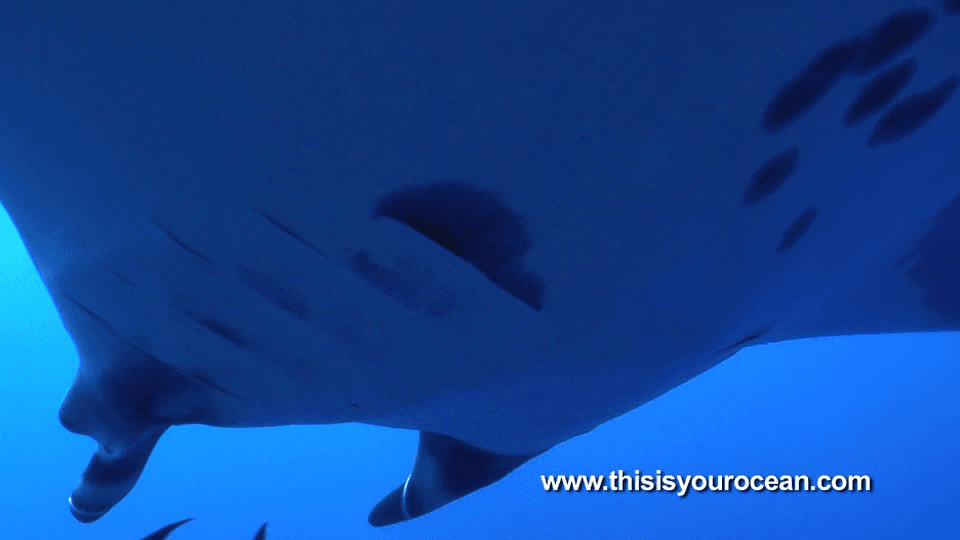 Manta Ray Slaps Diver - Shark Task Force cover